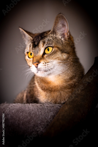 Katzenportrait photo