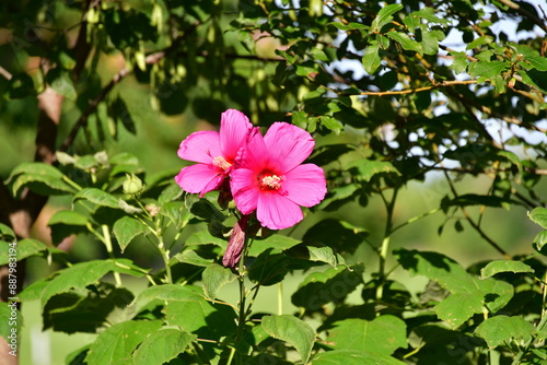 Pink Hibiscus Flowers in a Garden