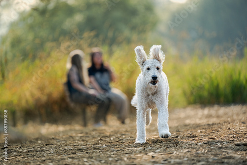 2023-12-31 A WHITE CURLY HAIRED DOODLE RUNNING AT A OFF LEASH DOG AREA WITH NICE EYES AND ITS EARS FLYING IN THE AIR AT THE OFF LEASH DOG AREA AT MARYMOOR PARK IN REDMOND WASHINGTON photo