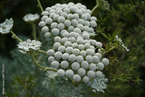 The medicinal herb (Seseli libanotis), more precisely called mountain medicinal herb, is a plant species from the genus mountain fennel (Seseli) within the family Apiaceae. Hanover Berggarten, Germany photo