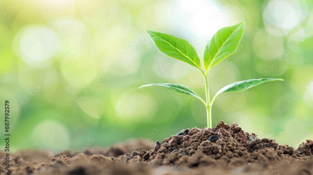 Early Growth of Seedling in Garden Soil Early Growth of Seedling in Garden Soil
