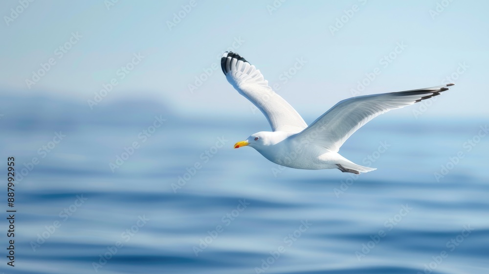 Serene Flight of a White-Tipped Seagull Over Ocean and Sky Serene Flight of a White-Tipped Seagull Over Ocean and Sky
