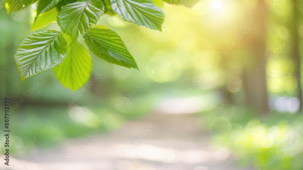 Serene Forest Pathway Enclosed by Lush Greenery Serene Forest Pathway Enclosed by Lush Greenery
