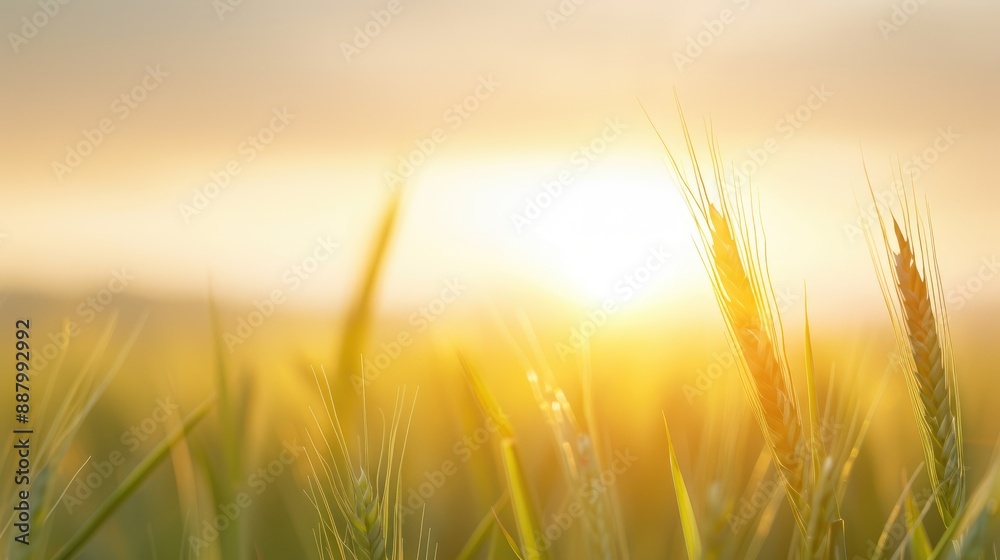 Golden Hour Illumination of Tall Grass Blades Golden Hour Illumination of Tall Grass Blades