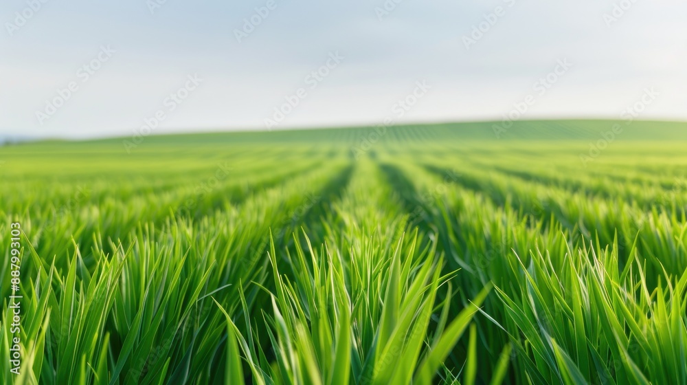 Serene Green Field with White Flowers and Clear Blue Sky Serene Green Field with White Flowers and Clear Blue Sky
