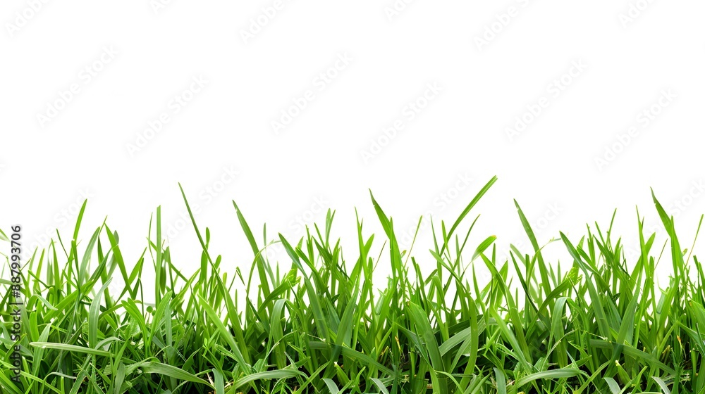 Fototapeta premium green grass isolated on white