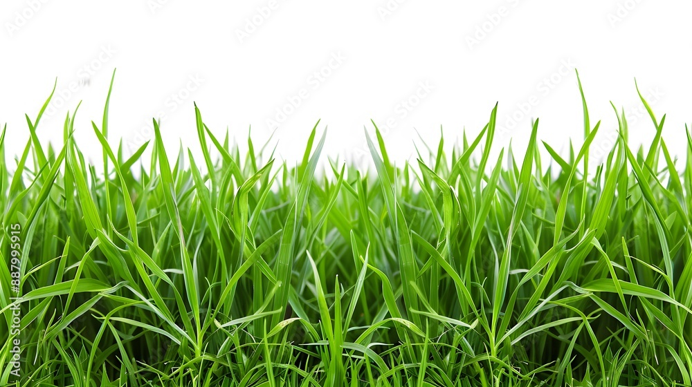 Fototapeta premium green grass isolated on white
