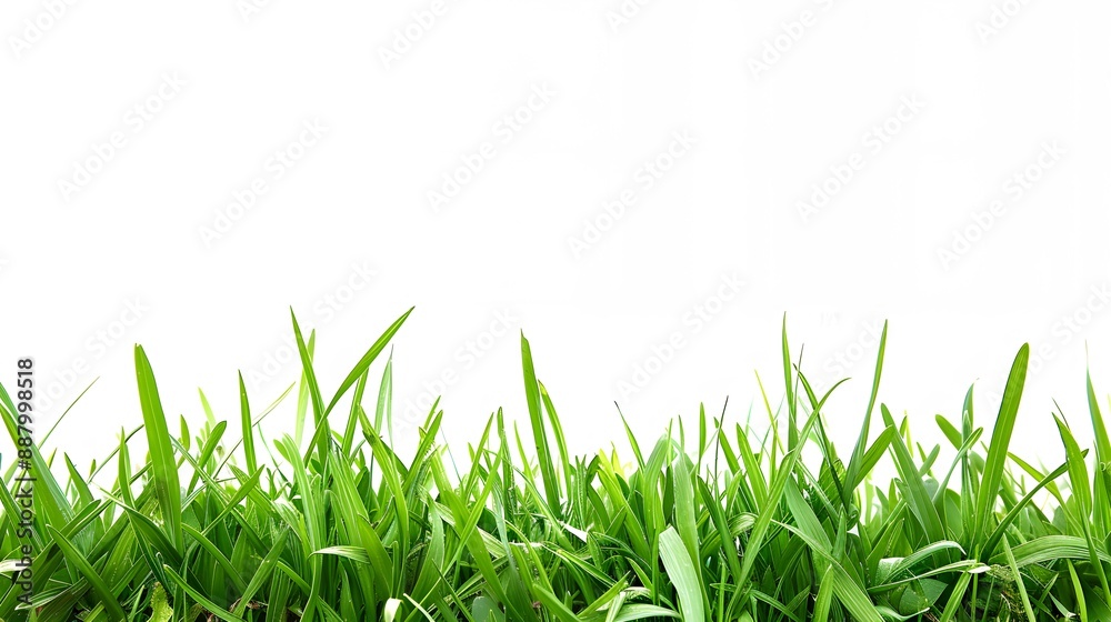 Fototapeta premium green grass isolated on white