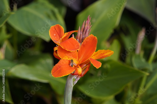 Canna L. ,Liberation, hybrid flower. Cannaceae family. Hanover, Germany. photo