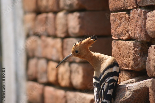 Eurasian hoopoe (Upupa epops) photo