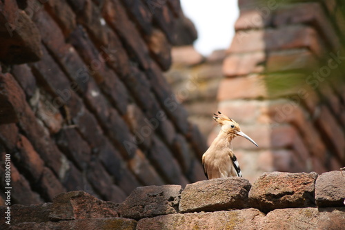 Eurasian hoopoe (Upupa epops) photo