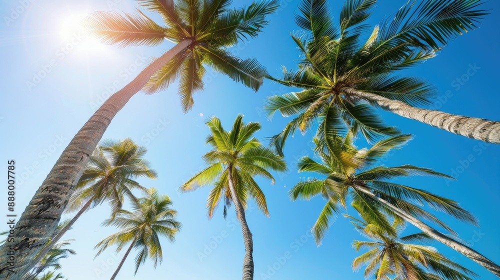 Stunning coconut trees under clear blue sky with sunlight in summer Stunning coconut trees under clear blue sky with sunlight in summer