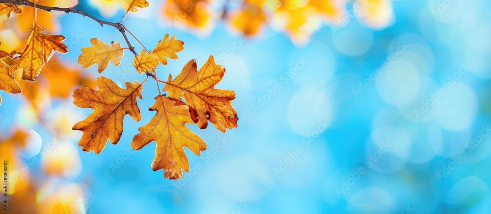 A shallow depth of field beautifully captures autumn leaves set against a clear blue sky in the stunning copy space image A shallow depth of field beautifully captures autumn leaves set against a clear blue sky in the stunning copy space image