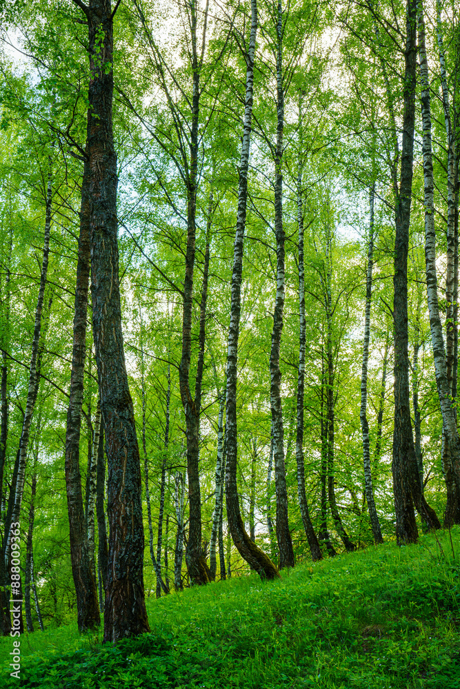 Grove of birches with young green leaves at sunset or sunrise in spring or summer. Grove of birches with young green leaves at sunset or sunrise in spring or summer.