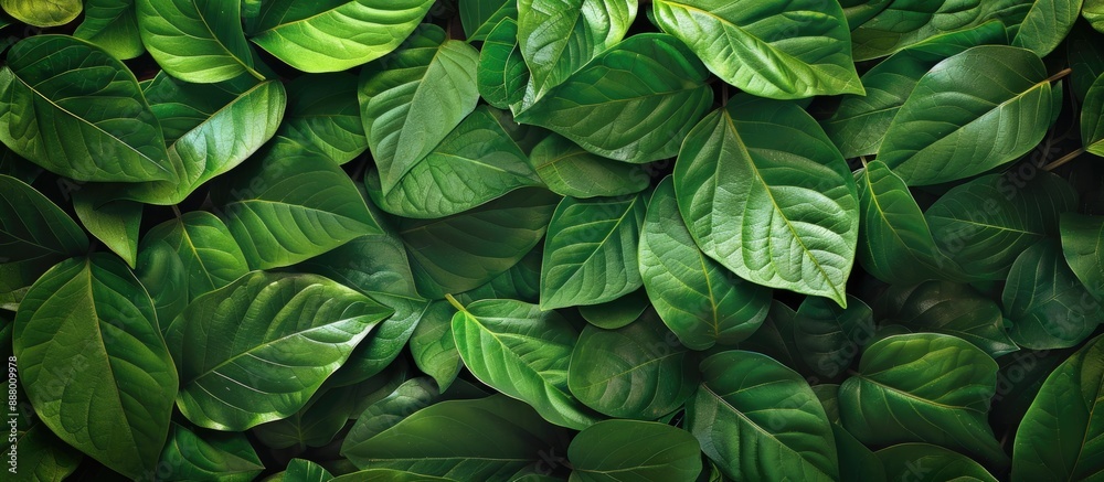 Green leaves creating a textured background with available copy space image for design and text Green leaves creating a textured background with available copy space image for design and text