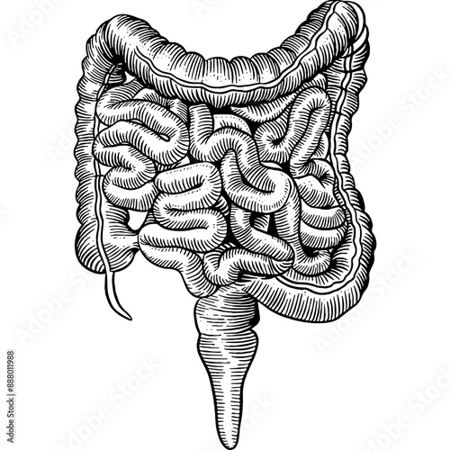 Hand drawn Human Large and Small Intestines Sketch Illustration