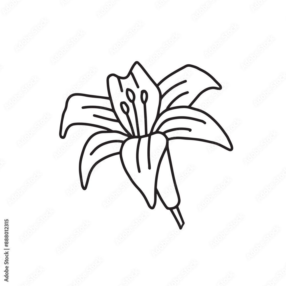 Doodle illustration of lily flower. Doodle illustration of lily flower.