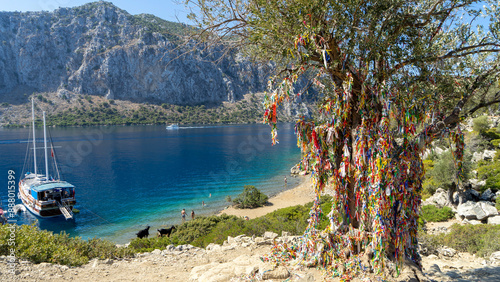 Obraz na płótnie Olive tree of wishes on Camellia island in Aegean Sea, Turkey