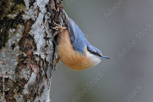Sittelle torchepot (Sitta europaea), Neuchâtel, Suisse.