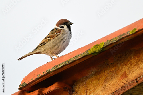 Feldsperling auf einem Hausdach // Tree sparrow on a roof (Passer montanus) photo