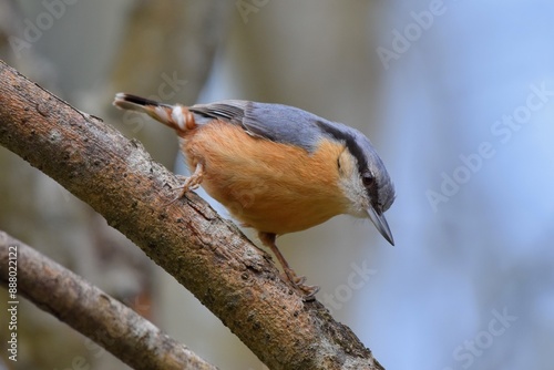  Sittelle torchepot (Sitta europaea), Neuchâtel, Suisse.