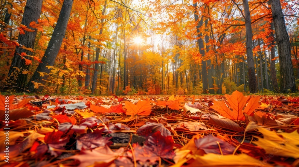 A vibrant autumn forest with a carpet of fallen leaves A vibrant autumn forest with a carpet of fallen leaves