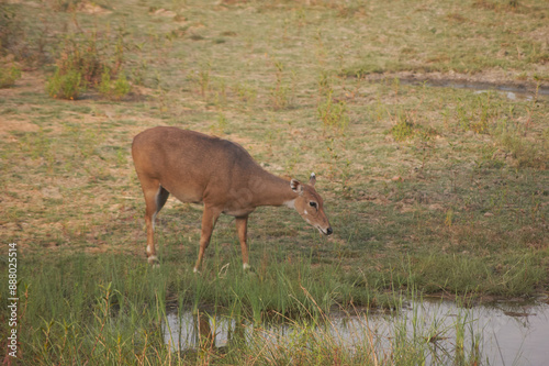 nilgai (Boselaphus tragocamelus)  nilgau driking water photo