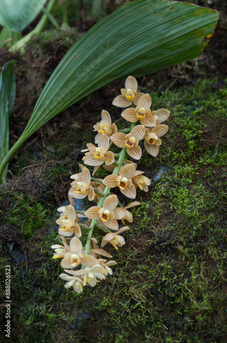 Hybrid orchid Lueddemanniana stricta x Acineta superba with yellow petals and red spots. Perfect for botanical studies, floral designs, and nature-themed projects. photo