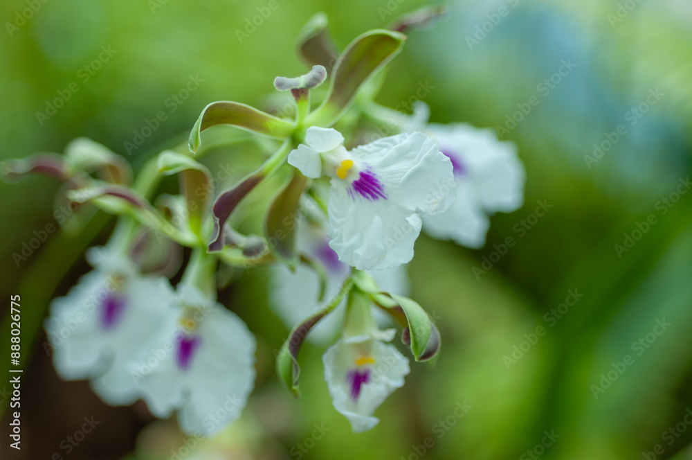 Delicate Encyclia orchids with white petals and purple accents against a serene green background. Perfect for use in botanical studies, ecological projects, and garden designs. Delicate Encyclia orchids with white petals and purple accents against a serene green background. Perfect for use in botanical studies, ecological projects, and garden designs.