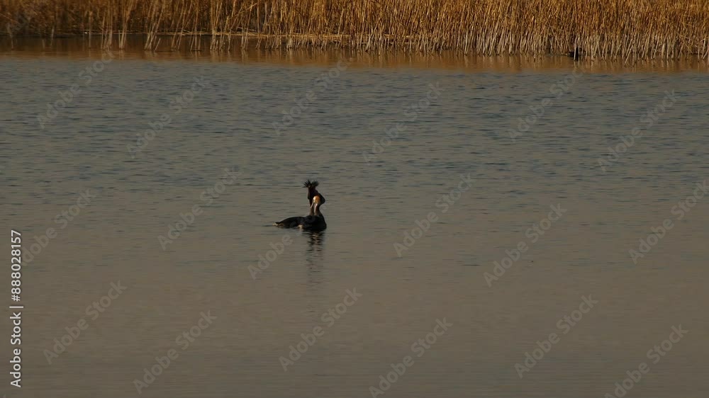 The duck swims in the pond. Wildlife background. Wild birds footage. The duck swims in the pond. Wildlife background. Wild birds footage.
