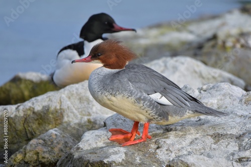 Harle bièvre (Mergus merganser), lac de Neuchâtel, Suisse.