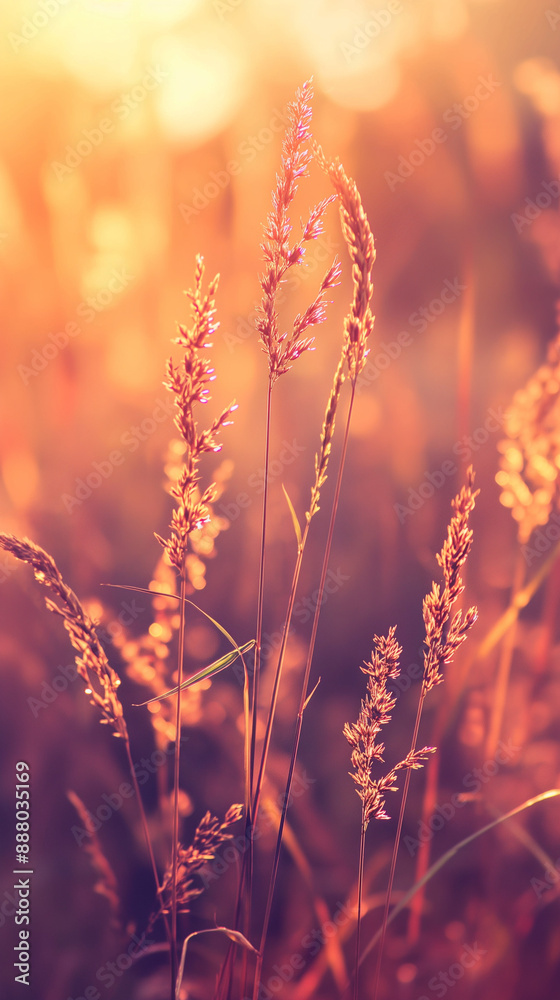 Fototapeta premium wildgrass at sunrise with blurred background, created with generative AI technology