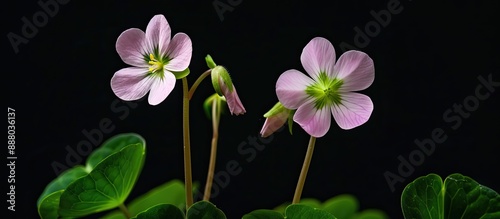 Two oxalis flowers and sprouts displayed against a black background with copy space image photo