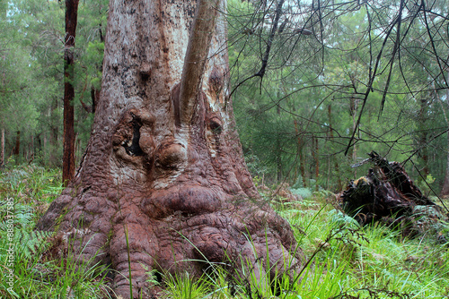 Giant Grandma tingle tree (Eucalyptus jacksonii) in the Valley of the Giants, Walpole-Nornalup National Park. Western Australia photo