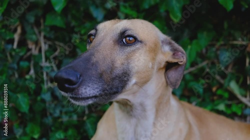 Cute greyhound resting on a green lawn photo