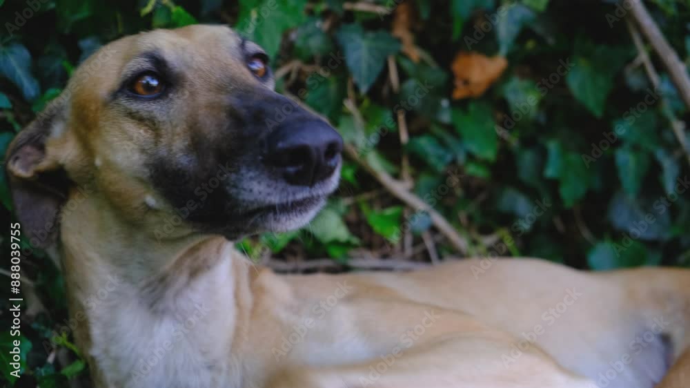 A greyhound resting, lying on a green shady lawn. A greyhound resting, lying on a green shady lawn.