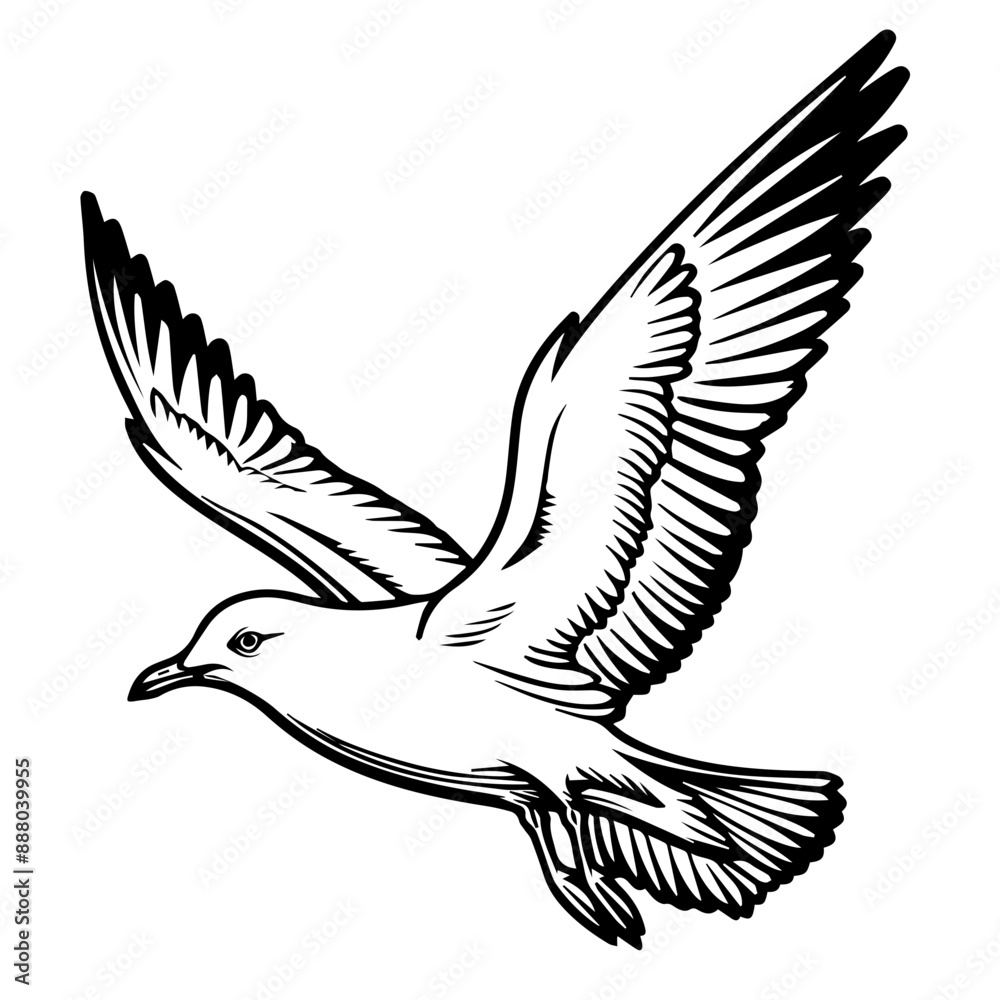 Obraz premium Seagull SVG vector transparent background PNG clipart