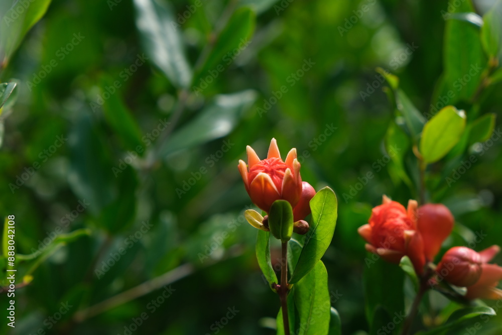 Ripe pomegranate fruit on tree branch Ripe pomegranate fruit on tree branch