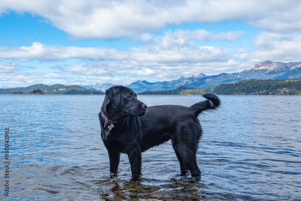 perro negro en el lago con paisaje de montañas perro negro en el lago con paisaje de montañas
