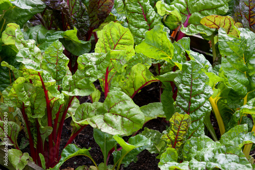 Chard growing in a garden bed. Organic vegetables.