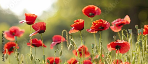 Close up view of red field poppies depicting vibrant summer wildflowers in a copy space image