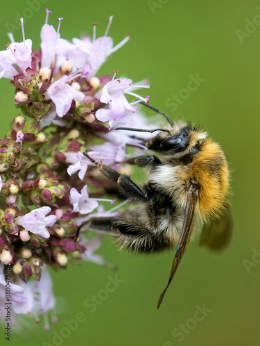 Ackerhummel am Dost photo