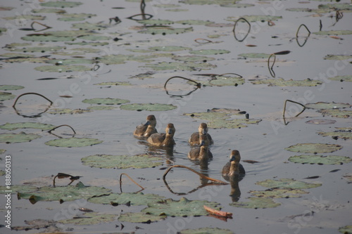 lesser whistling duck (Dendrocygna javanica) Indian whistling duck or lesser whistling teal, tree Duck photo