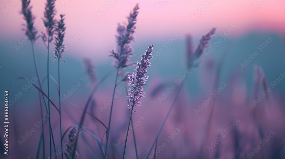 Fototapeta premium grass at the morning