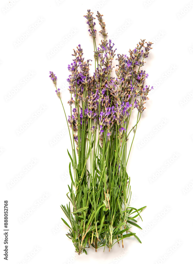 Naklejka premium A close-up image of a tied bouquet of fresh lavender flowers, isolated against a white background.