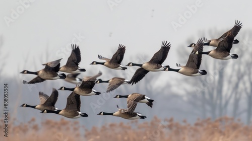 Capture a flock of geese flying in formation