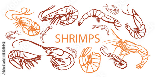 Hand drawn isolated seamless vector pattern of shrimps. Shrimps and langoustines on a white background. Prawns. Seafood, food vintage illustration. Сhalk drawing. Chalkboard.