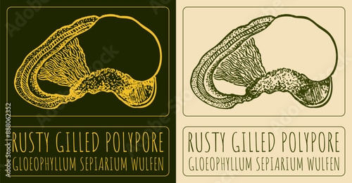 Vector drawing RUSTY GILLED POLYPORE. Hand drawn illustration. The Latin name is GLOEOPHYLLUM SEPIARIUM WULFEN.
