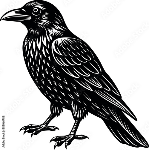 crow silhouette vector illustration photo