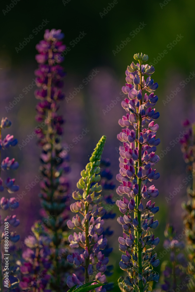 blue and purple lupines blooming in June on a sandy slope blue and purple lupines blooming in June on a sandy slope